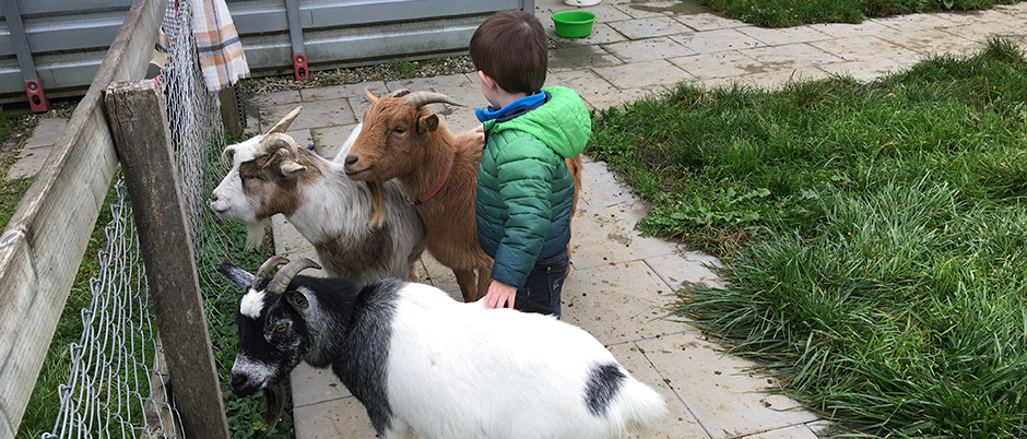 Tiere Halle5